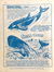 The New Topix (Catholic Press, 1955 series) v2#62 — Sperm Whale (page 1)